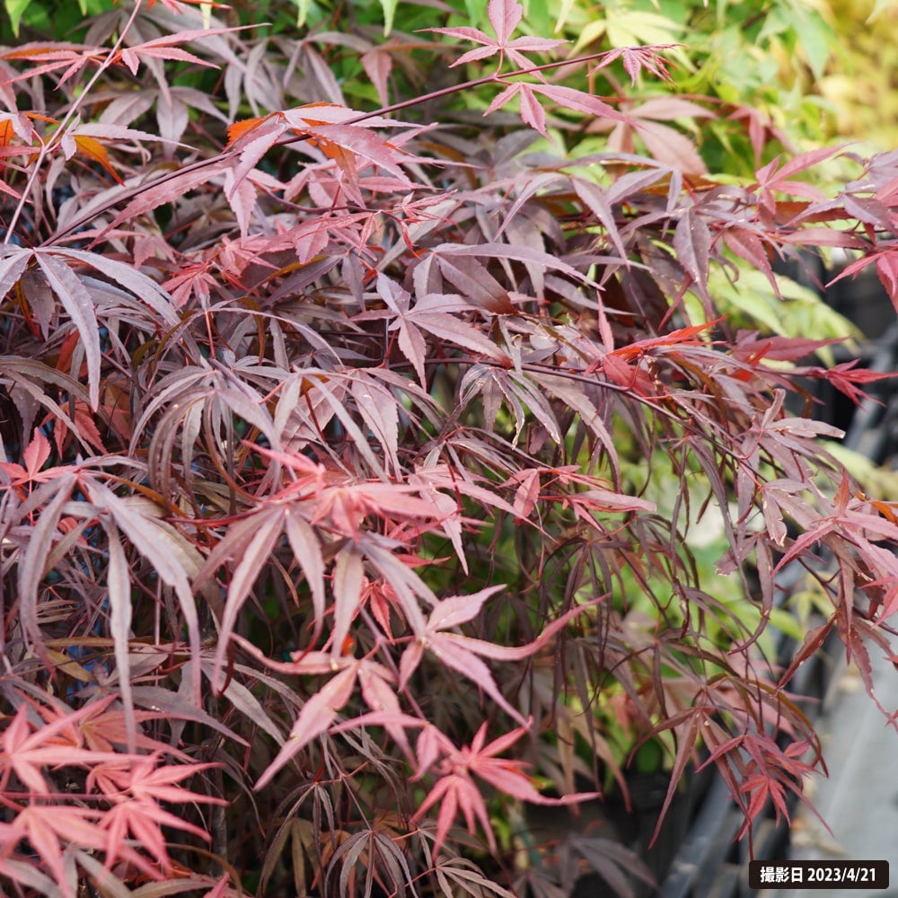 カエデ・もみじ 赤七五三の通販 苗木部 By 花ひろばオンライン