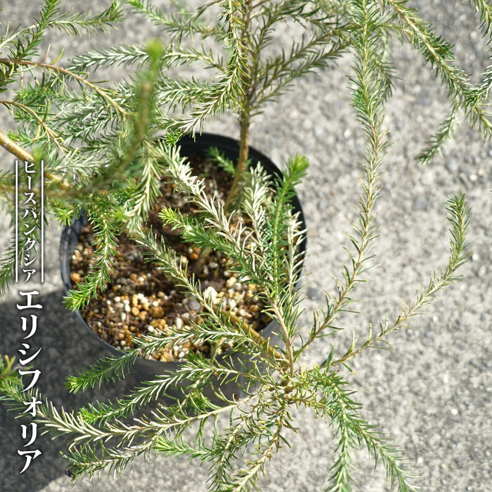 ユッカ ロストラータ ハイブリッドの通販 苗木部 By 花ひろばオンライン