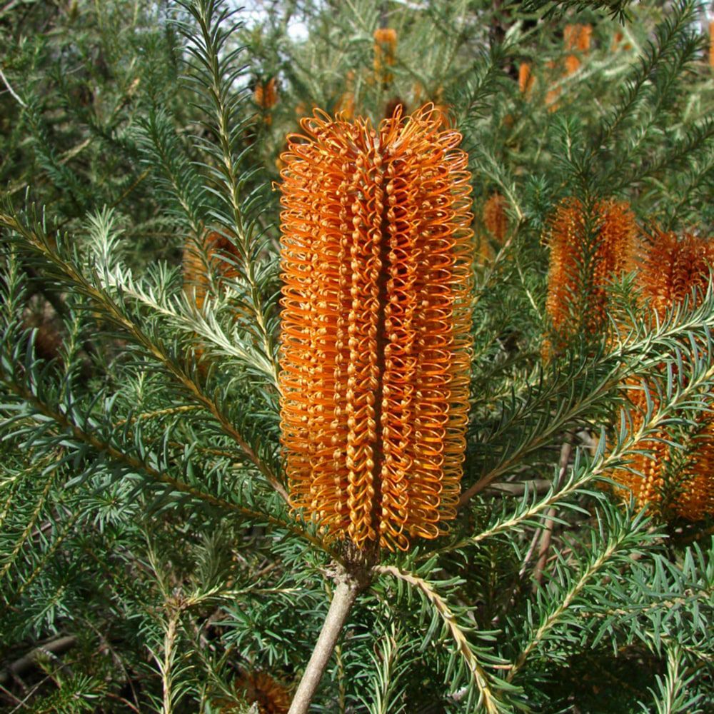 000000085830-02.jpg?size=l&w=