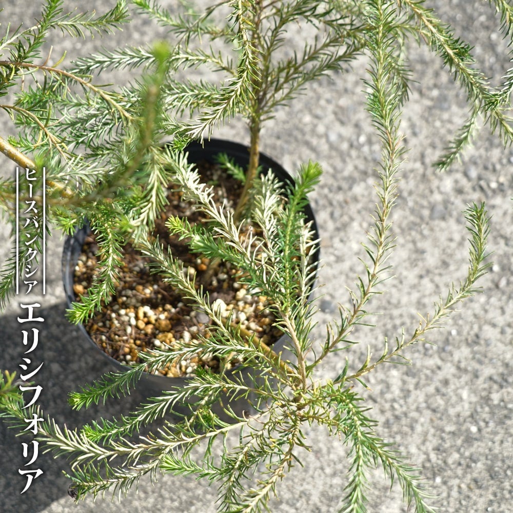 バンクシア エキフォーリアの通販 苗木部 By 花ひろばオンライン