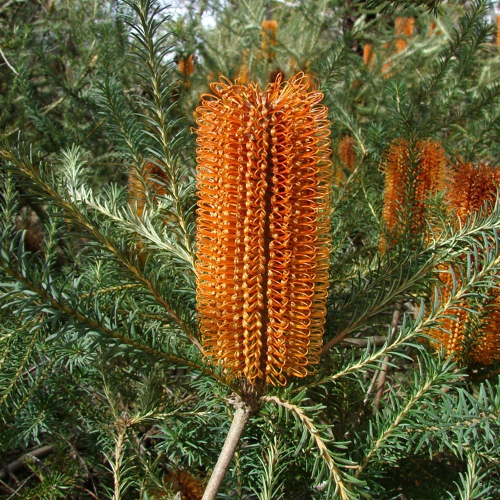 バンクシア エキフォーリアの通販 苗木部 By 花ひろばオンライン