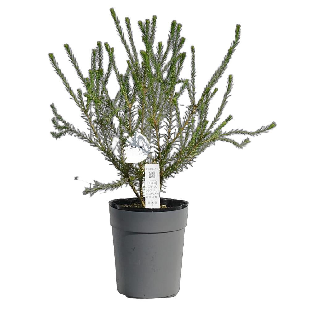 バンクシア エキフォーリアの通販 苗木部 By 花ひろばオンライン