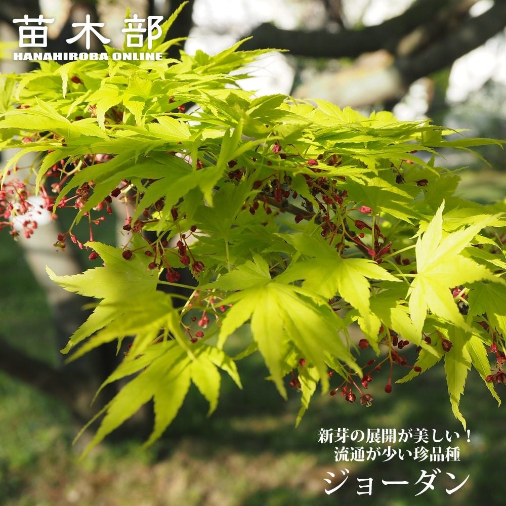 カエデ・もみじ ヤマモミジ系 黄八条 苗 販売 苗木部 By 花ひろば
