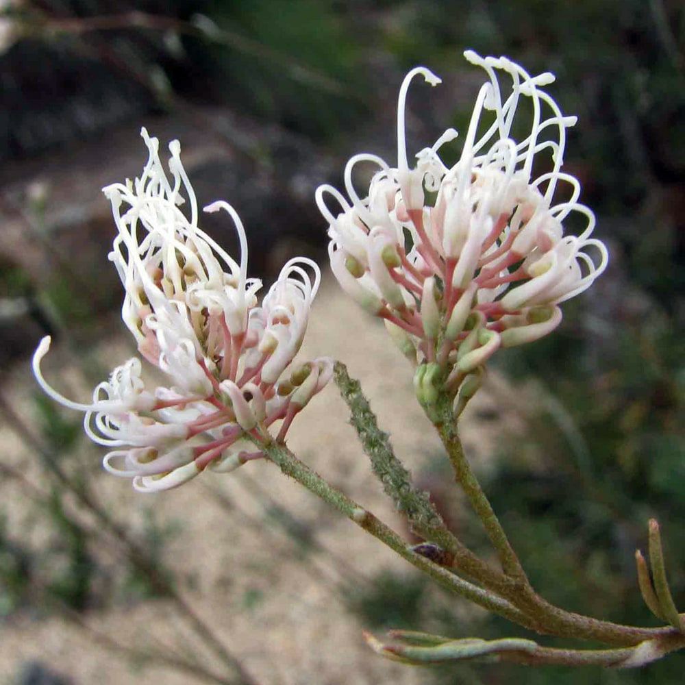 000000086035-02.jpg?size=l&w=