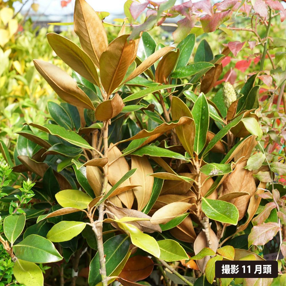 000000086232-04.jpg?size=l&w=