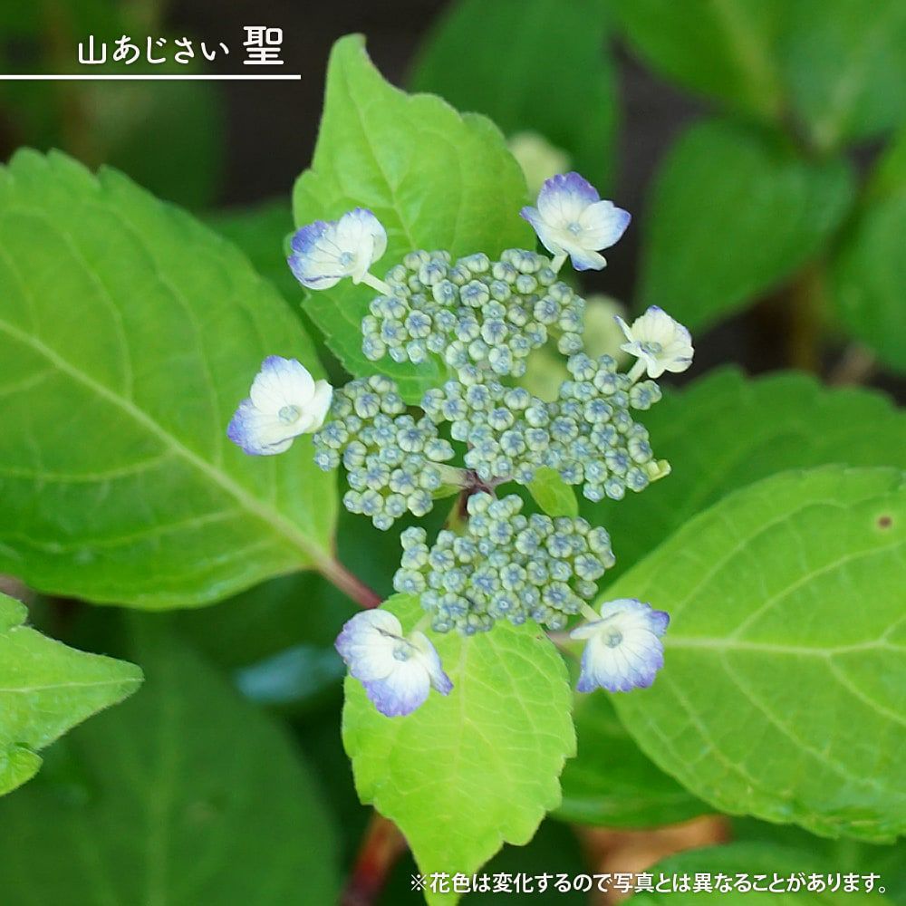 ヤマアジサイ 海峡 苗 販売 苗木部 By 花ひろばオンライン