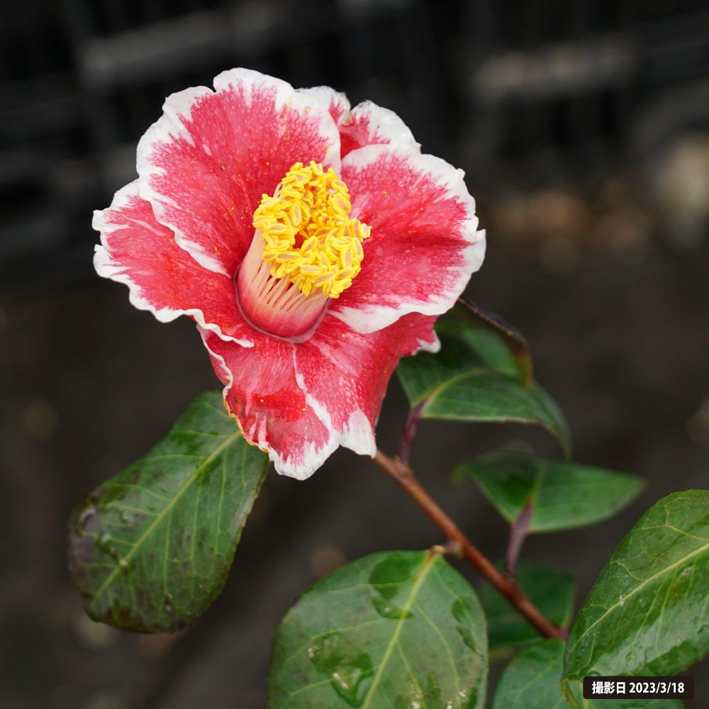 椿 隠れ磯の通販 苗木部 By 花ひろばオンライン