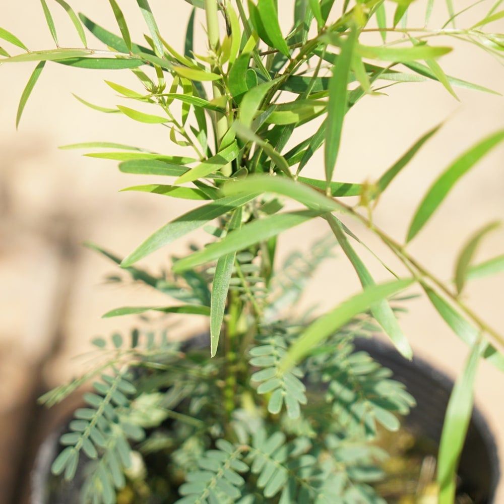 アカシア テレサの通販 苗木部 By 花ひろばオンライン