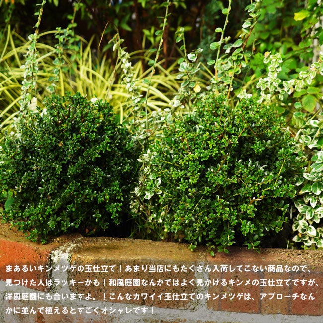000000087099-06.jpg?size=l&w=
