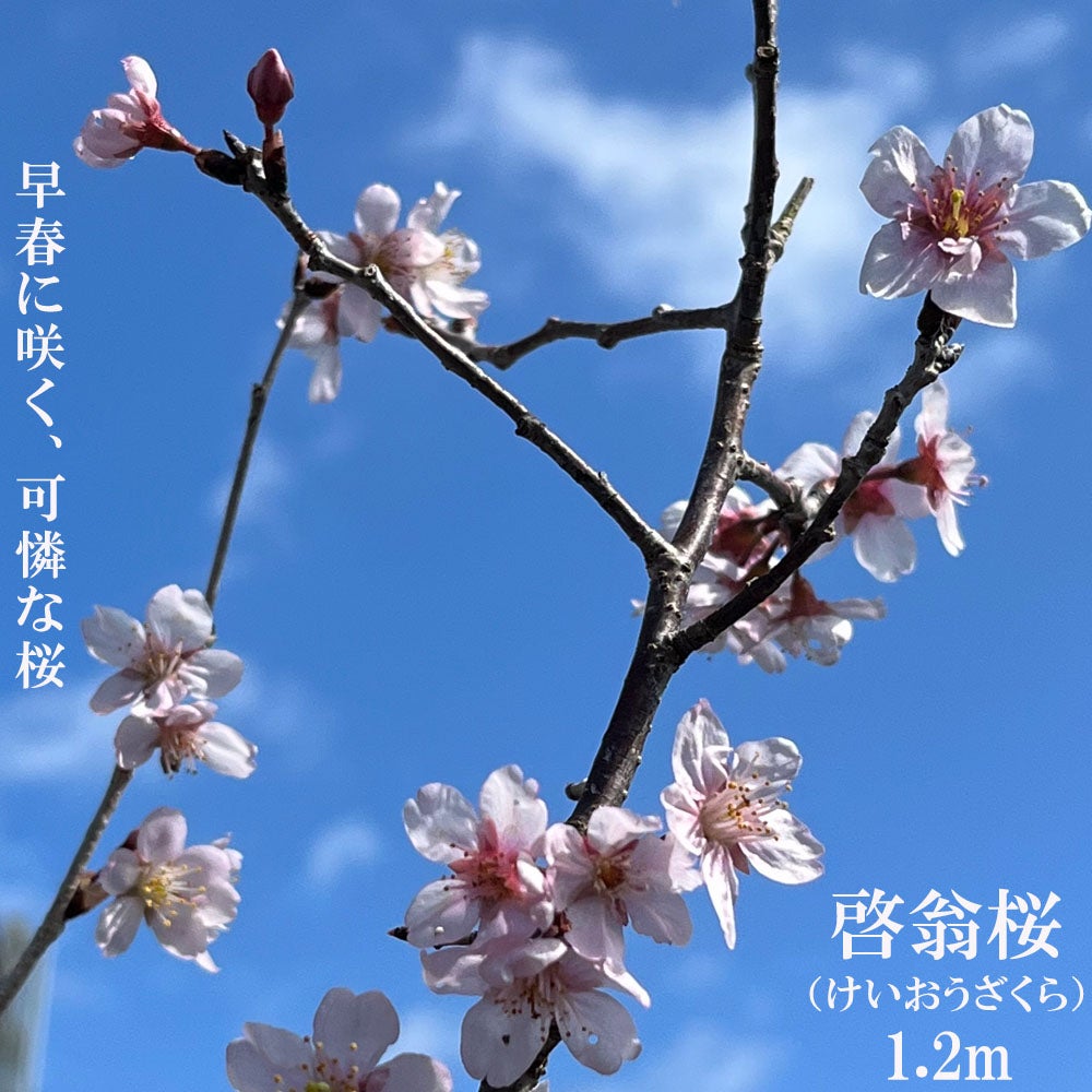 さくら 啓翁桜 早咲き カンザクラ系 苗 通販 苗木部 By 花ひろばオンライン
