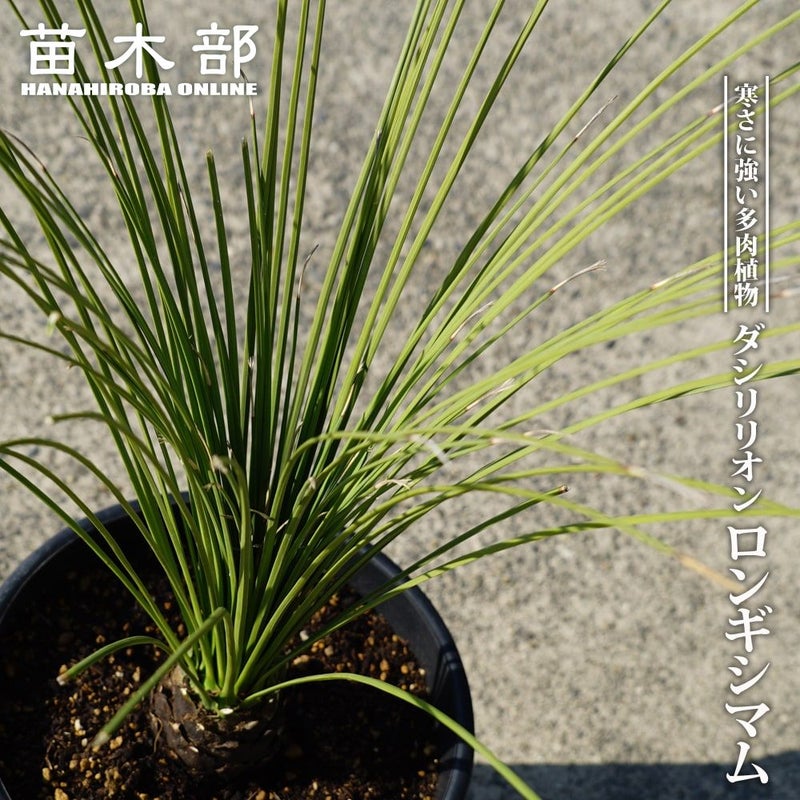 000000087871-01.jpg?size=l&w=
