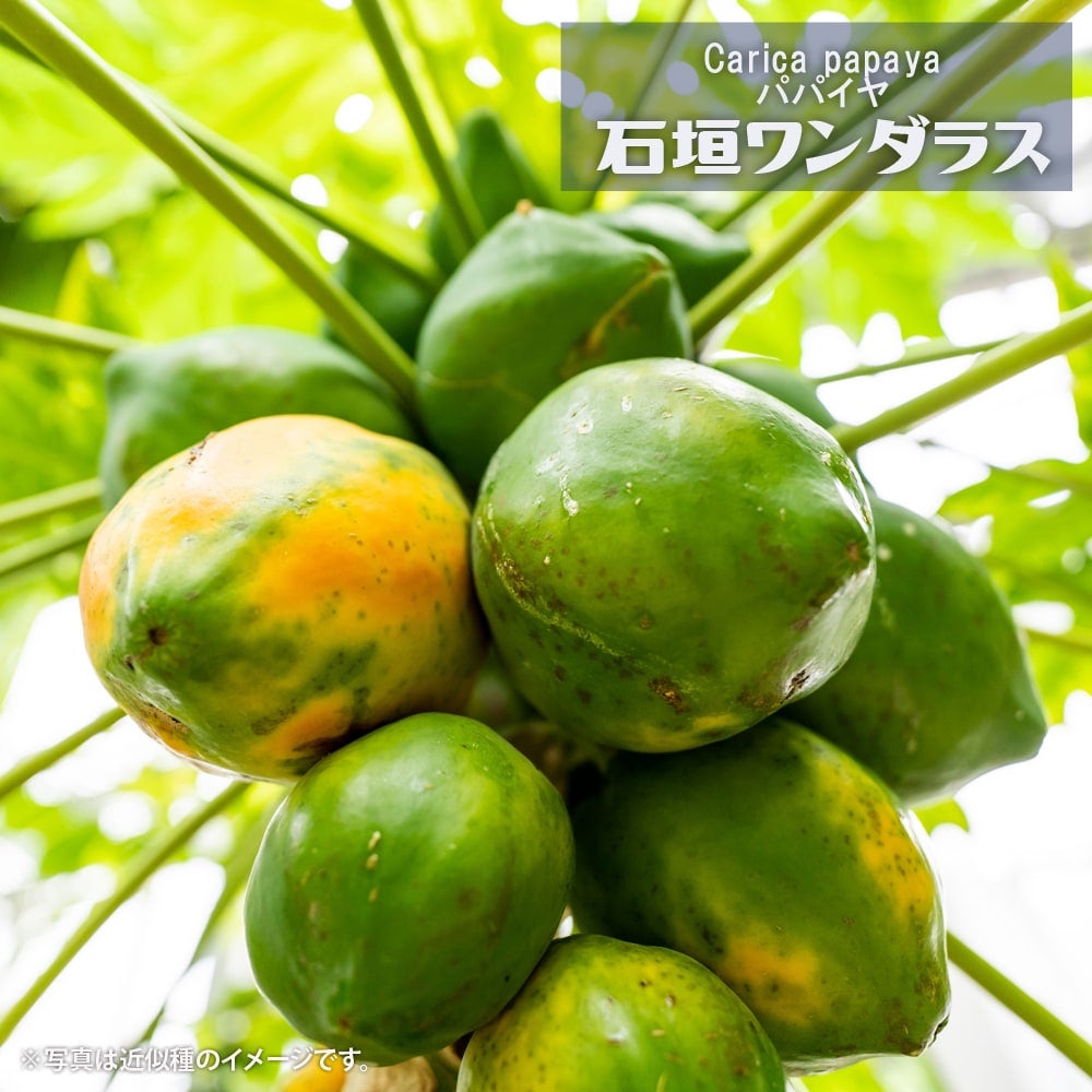 000000087918-01.jpg?size=l&w=