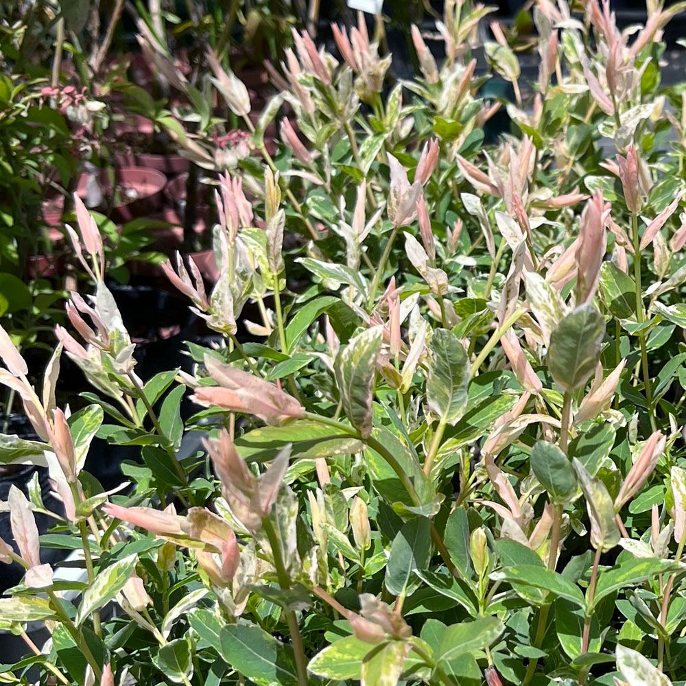 ハクロニシキの通販 おすすめ 苗木部 By 花ひろばオンライン