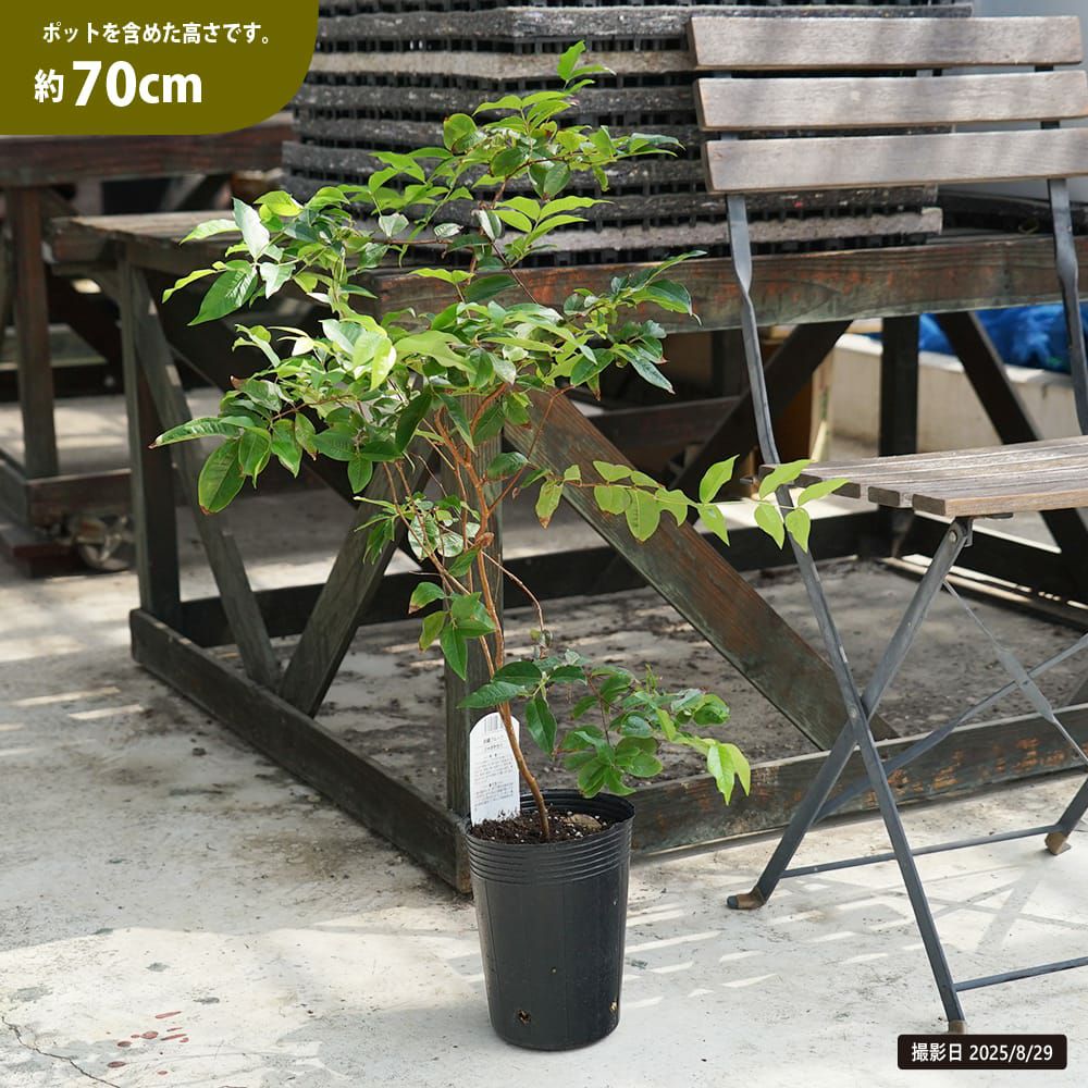 000000088192-03.jpg?size=l&w=