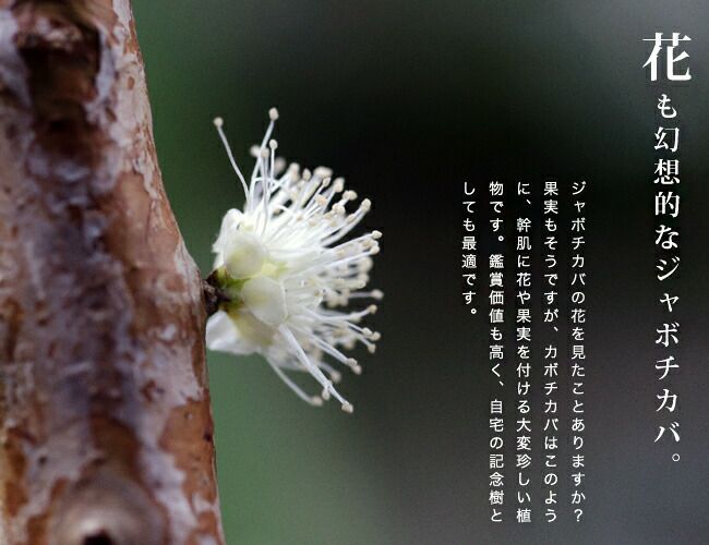 ジャボチカバ 大葉系 ジャボチカバ 苗 通販 苗木部 By 花ひろばオンライン