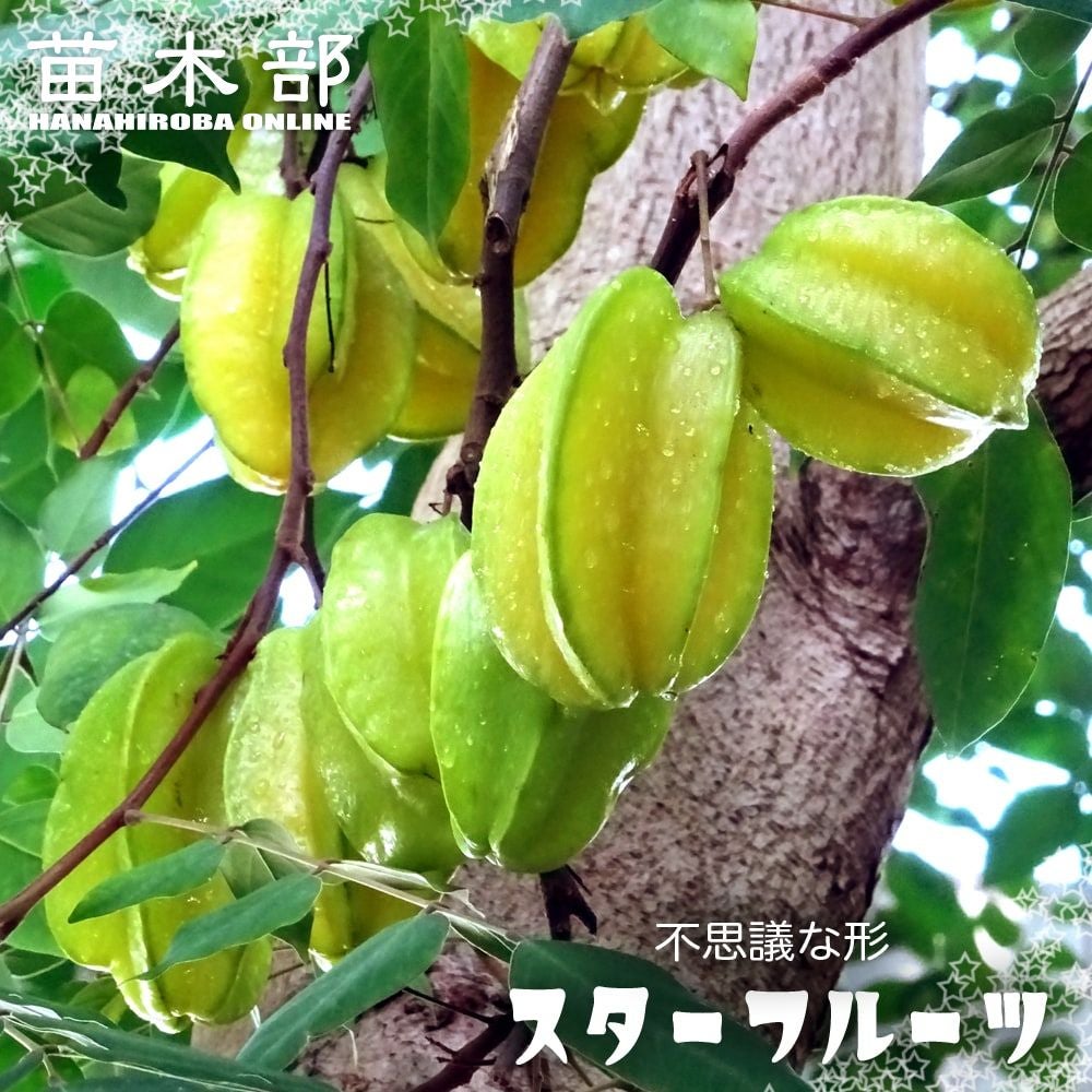 000000088194-01.jpg?size=l&w=