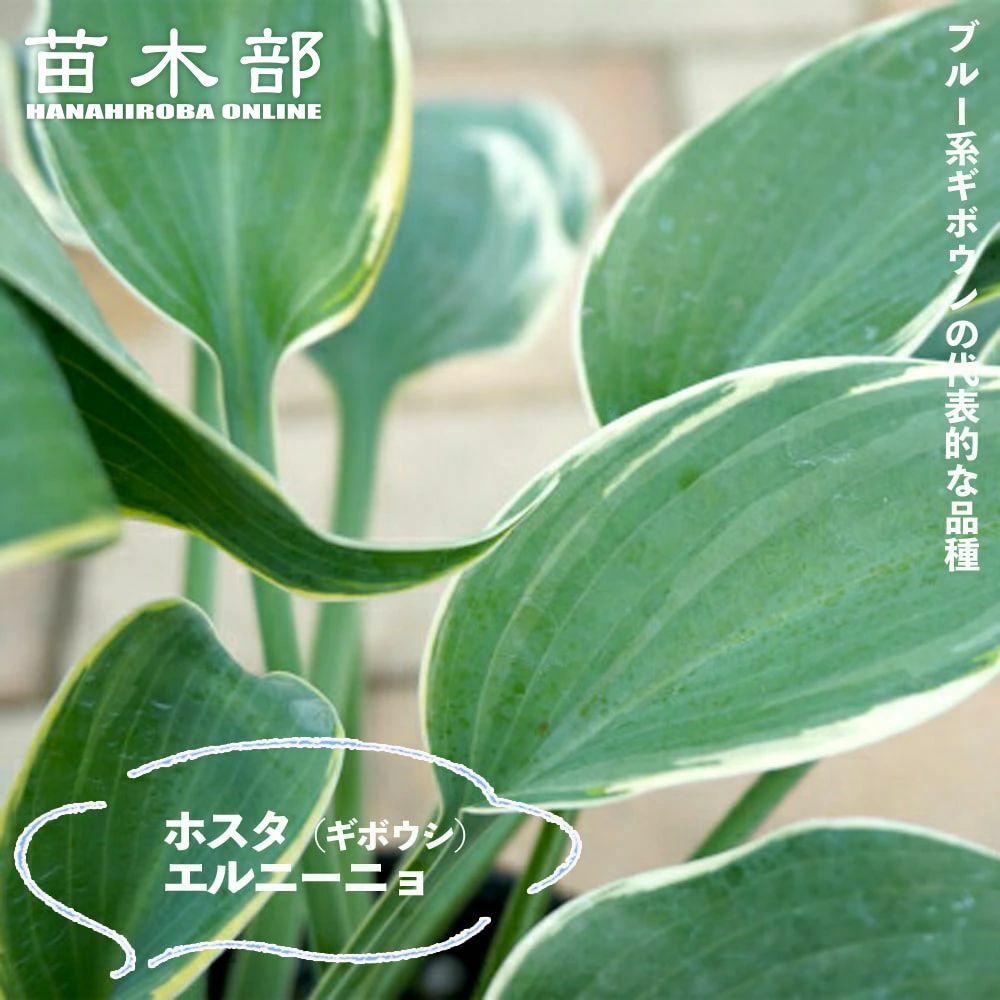 000000088582-01.jpg?size=l&w=