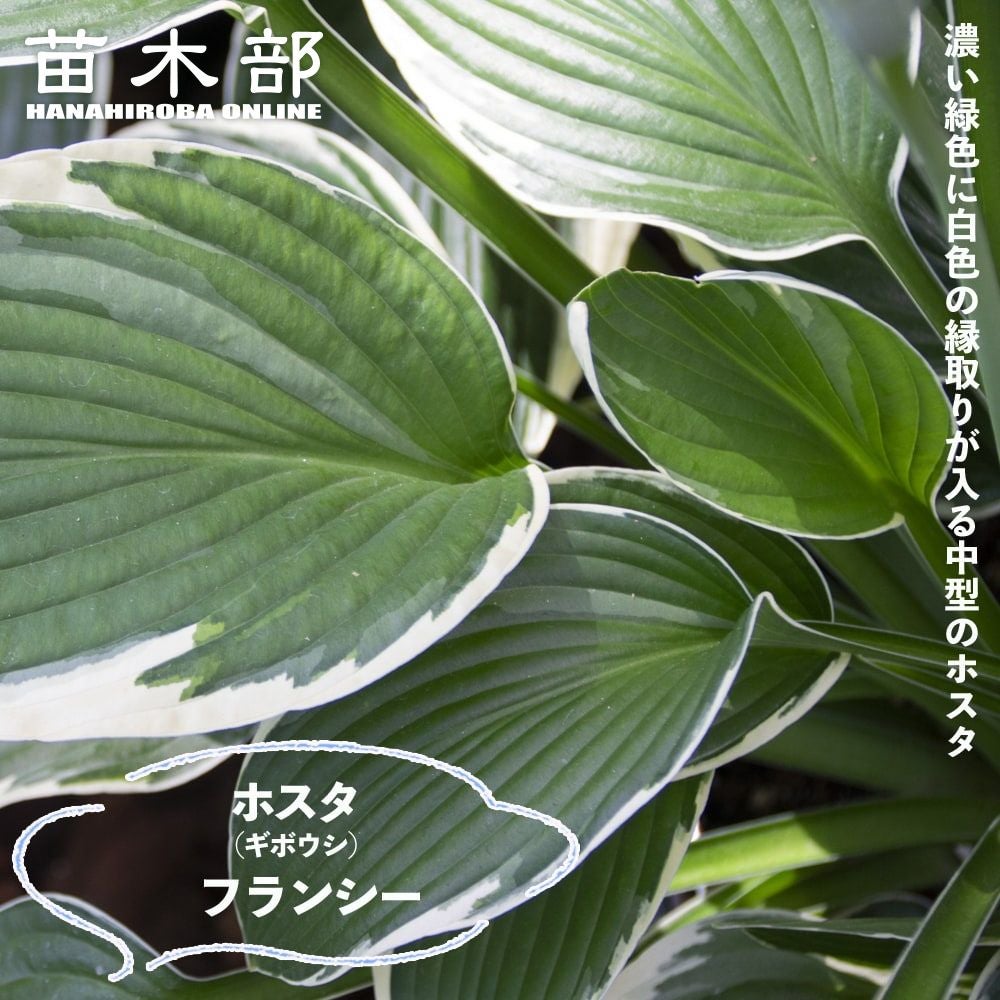 ホスタ ギボウシ ピザッツ 苗 販売 苗木部 By 花ひろばオンライン