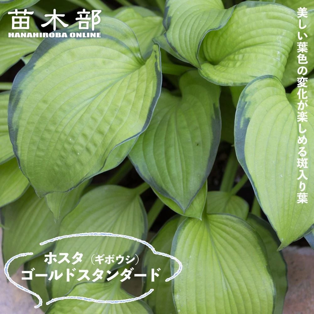 ホスタ ギボウシ ピザッツ 苗 販売 苗木部 By 花ひろばオンライン