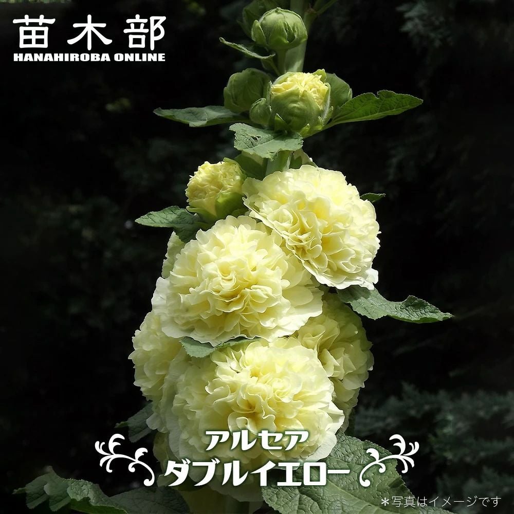 000000088672-01.jpg?size=m&w=