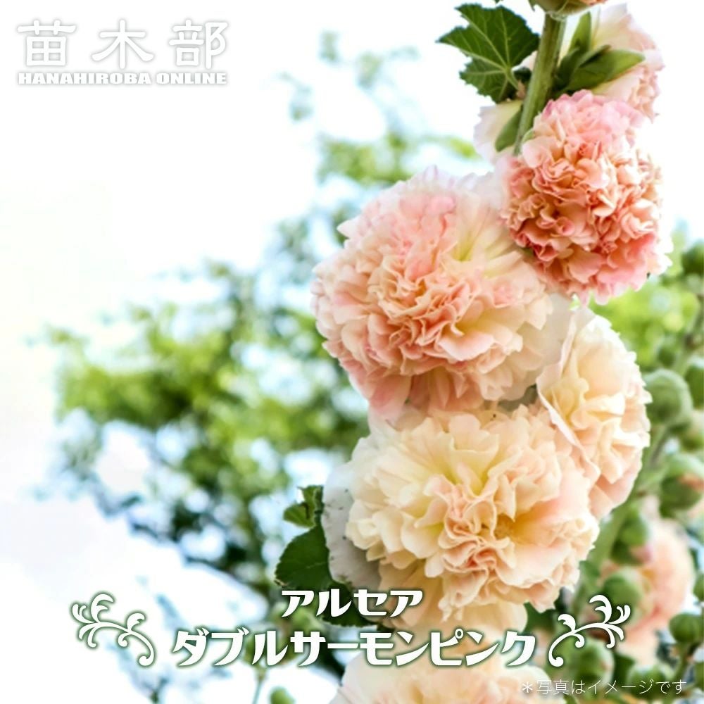 000000088673-01.jpg?size=l&w=