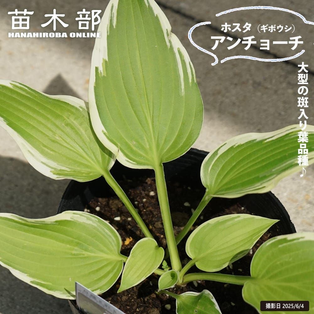 ホスタ ビクトリー 苗 販売 苗木部 By 花ひろばオンライン