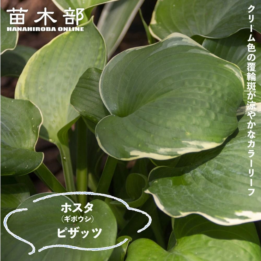 000000088680-01.jpg?size=m&w=