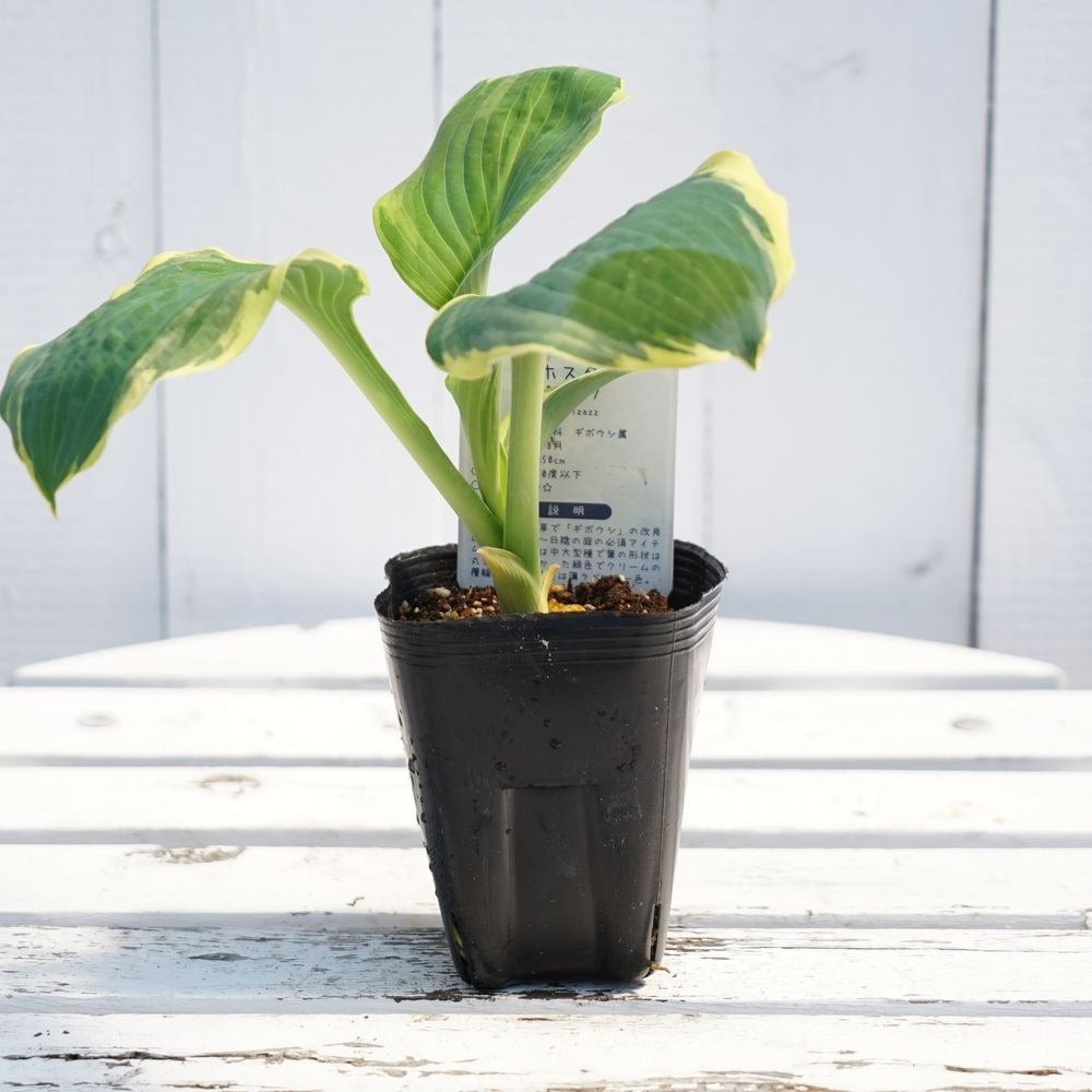 ホスタ ギボウシ ピザッツ 苗 販売 苗木部 By 花ひろばオンライン