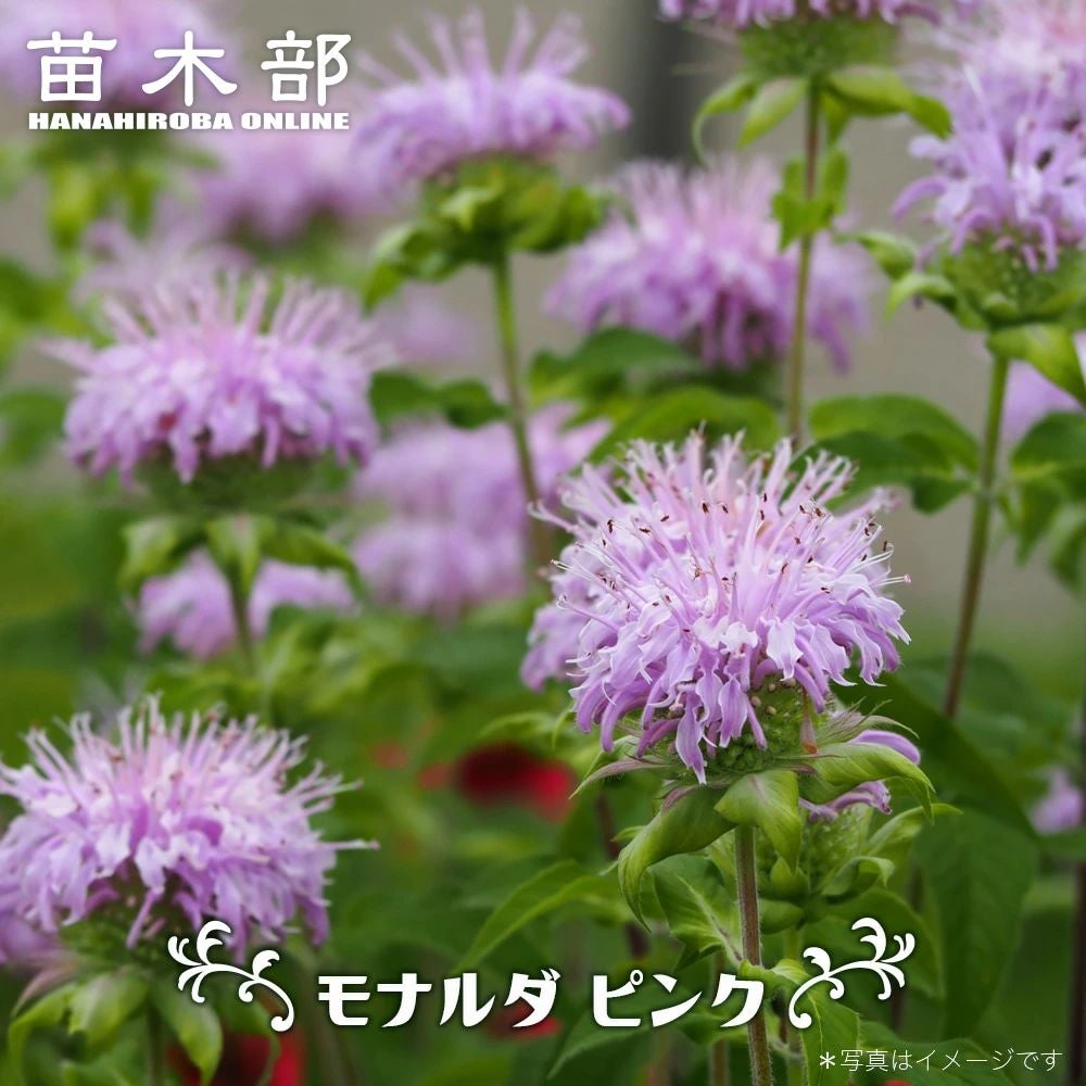 000000088684-01.jpg?size=m&w=