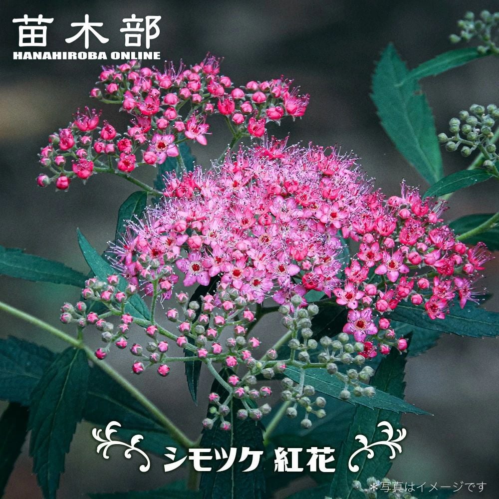 000000088697-01.jpg?size=l&w=