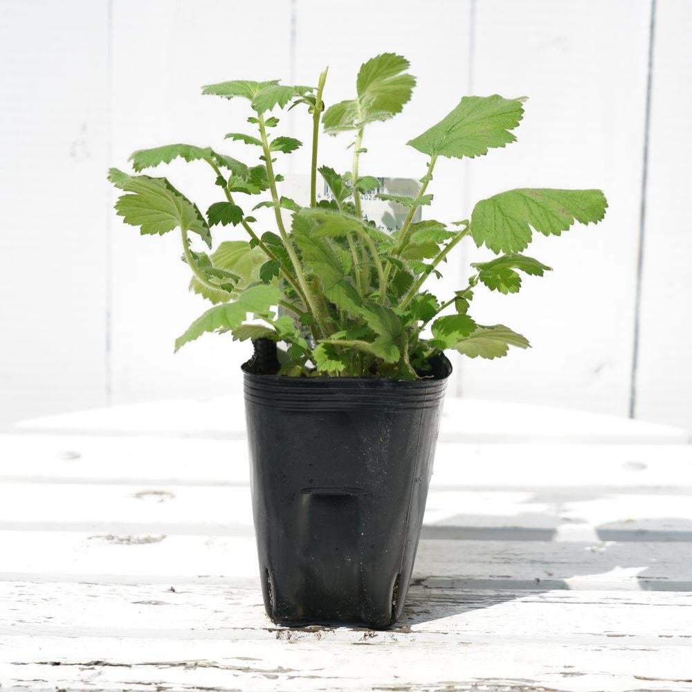 000000088708-02.jpg?size=l&w=