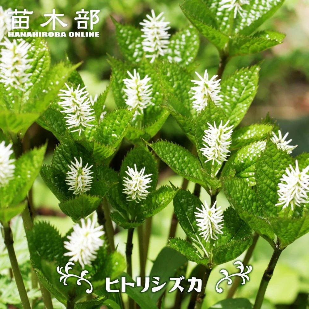 ヒトリシズカ〈3枚組〉 000000088709-01.jpg?size=l&w=