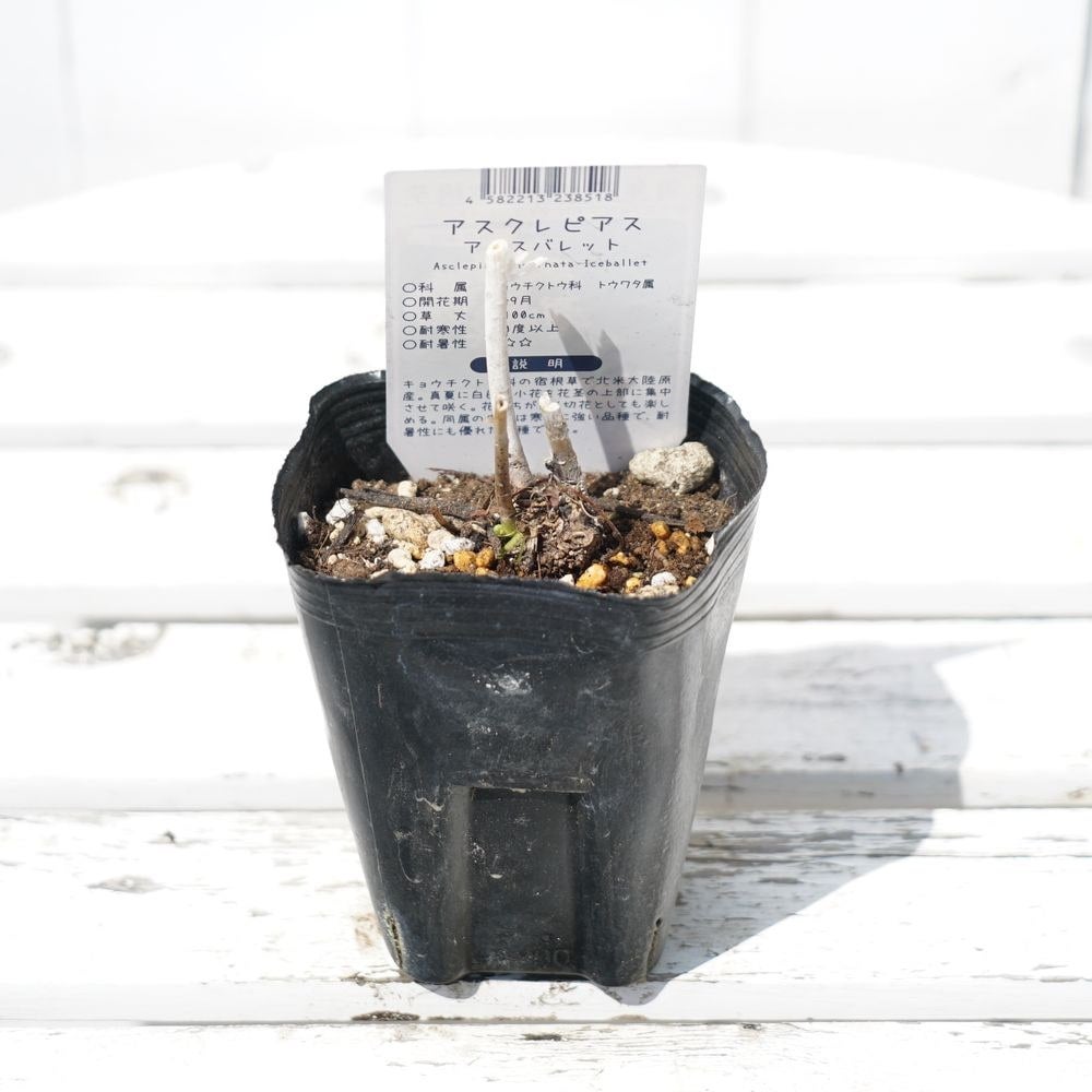 アスクレピアス アイスバレットの通販 苗木部 By 花ひろばオンライン