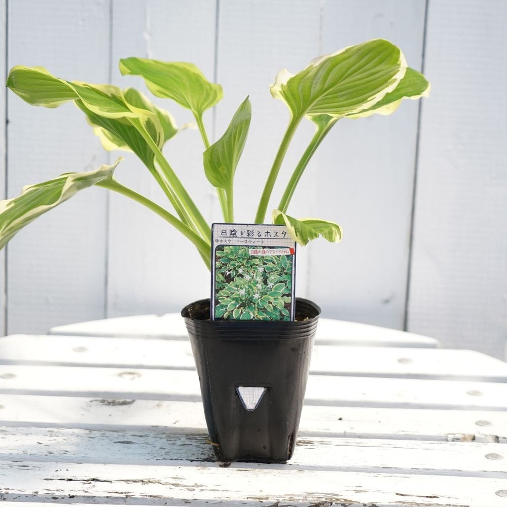 000000088729-01.jpg?size=l&w=