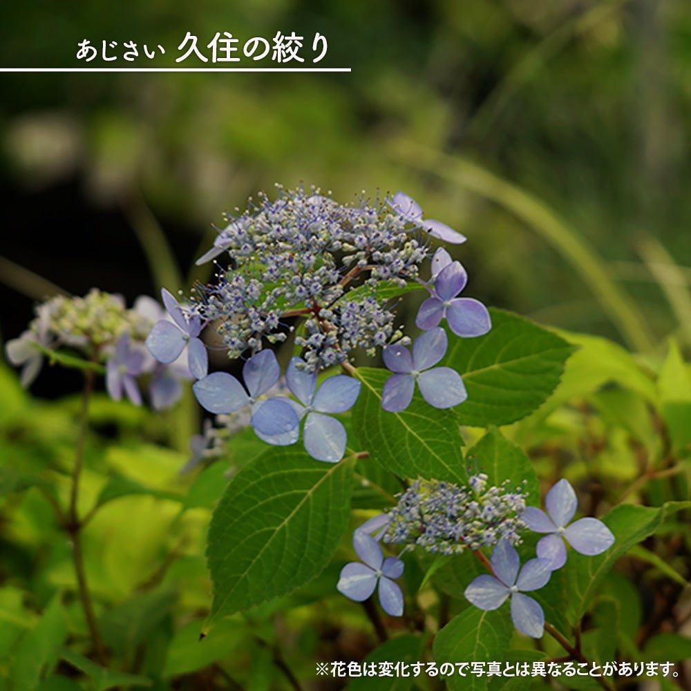 ヤマアジサイ 000000088797-01.jpg?size=l&w=