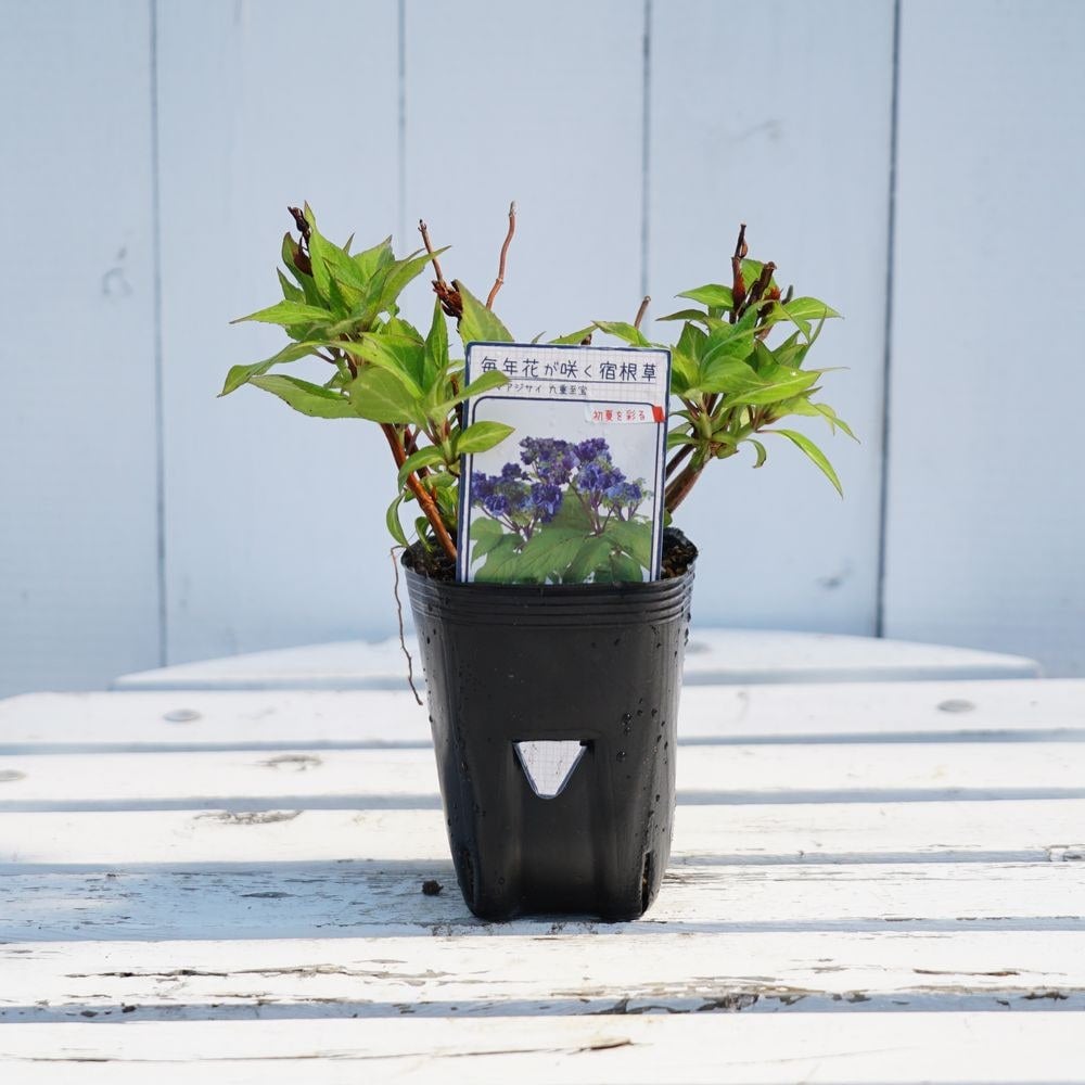 アジサイ ヤマアジサイ 伊予獅子 苗 販売 苗木部 By 花ひろばオンライン