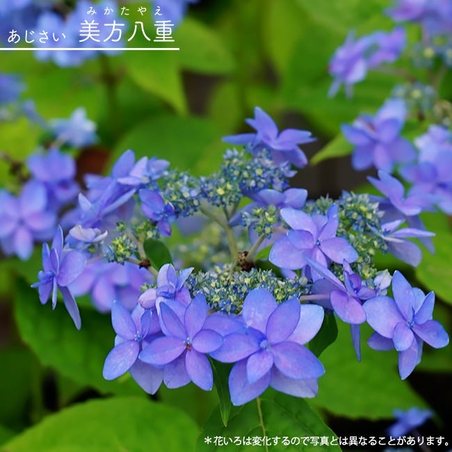 アジサイ 満天星の通販 苗木部 By 花ひろばオンライン