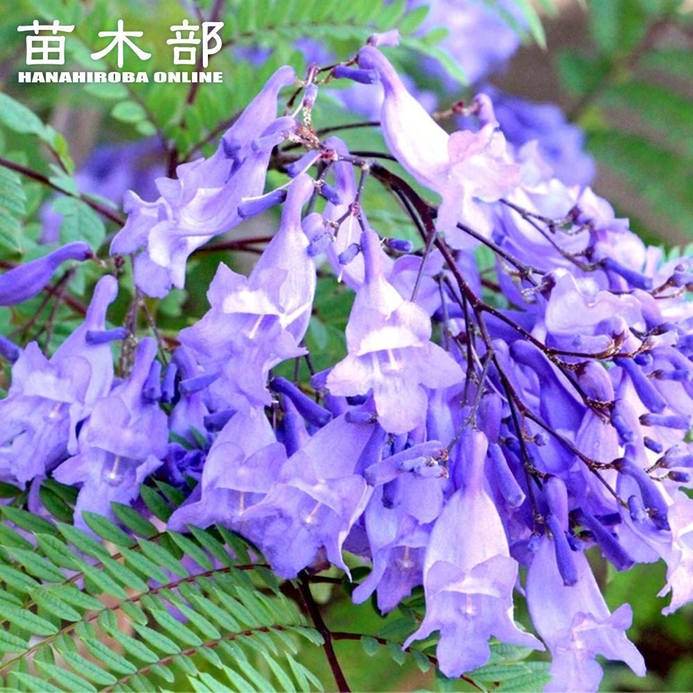 ジャカランダ 苗木 紫色の花 000000089502-01.jpg?size=m&w=