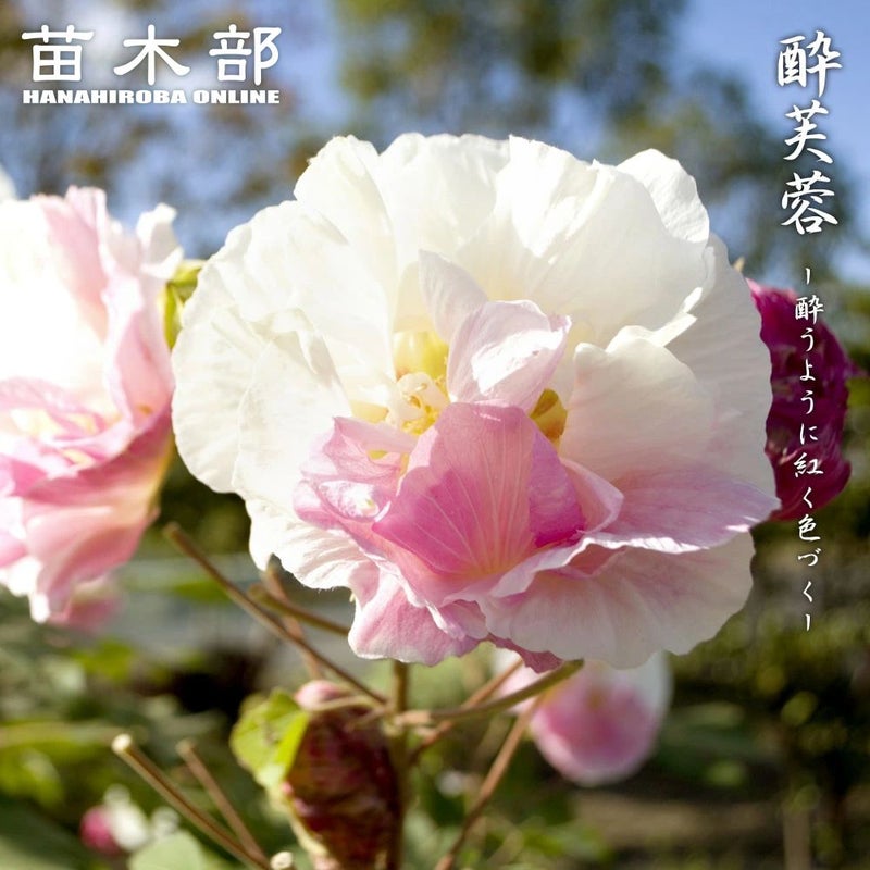 000000089504-01.jpg?size=l&w= 