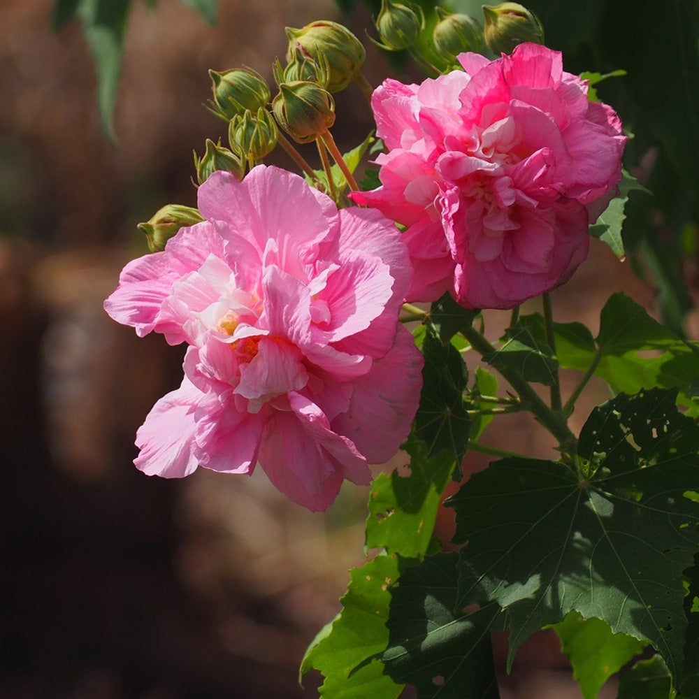 酔芙蓉の種 酔芙蓉の種 | ミランダの庭
