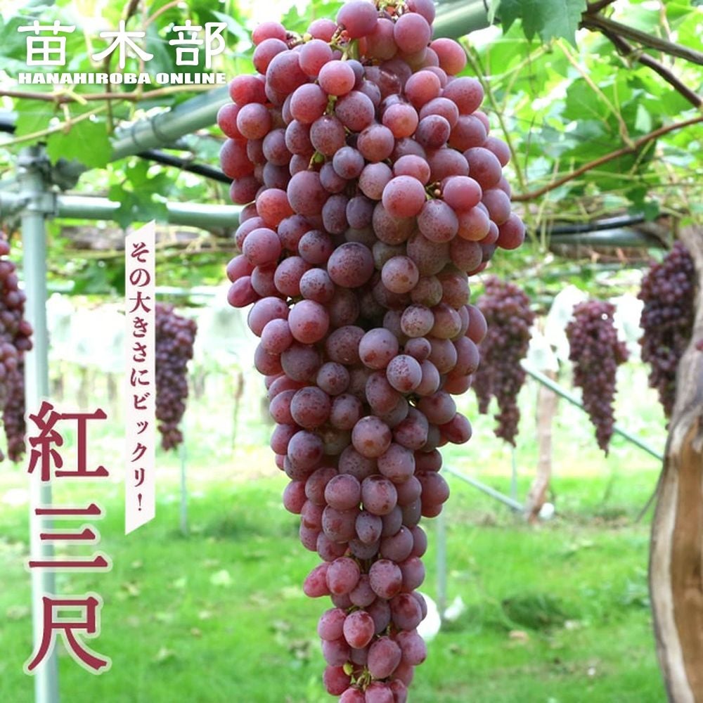 000000090446-01.jpg?size=m&w=