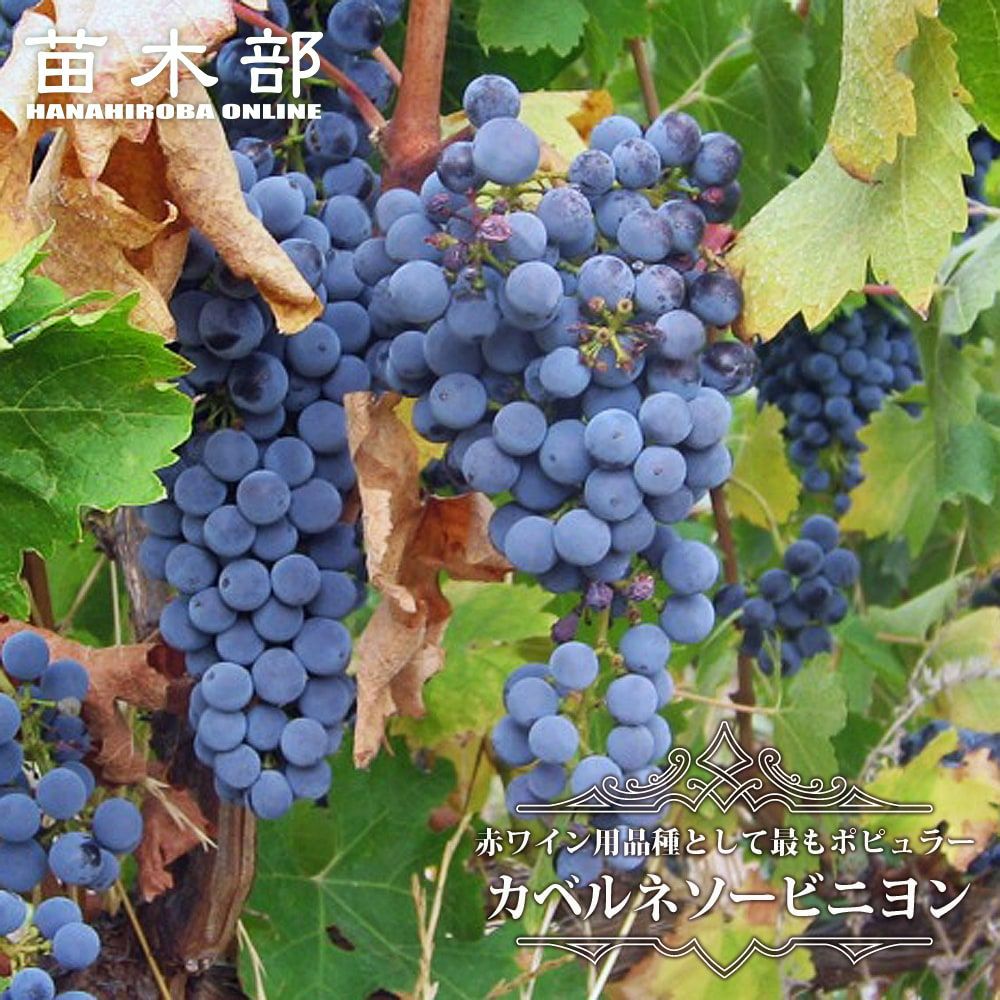 000000090447-01.jpg?size=l&w=