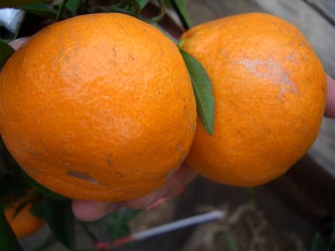 柑橘 温州みかん 宮川早生 苗 通販 おすすめ 苗木部 By 花ひろばオンライン