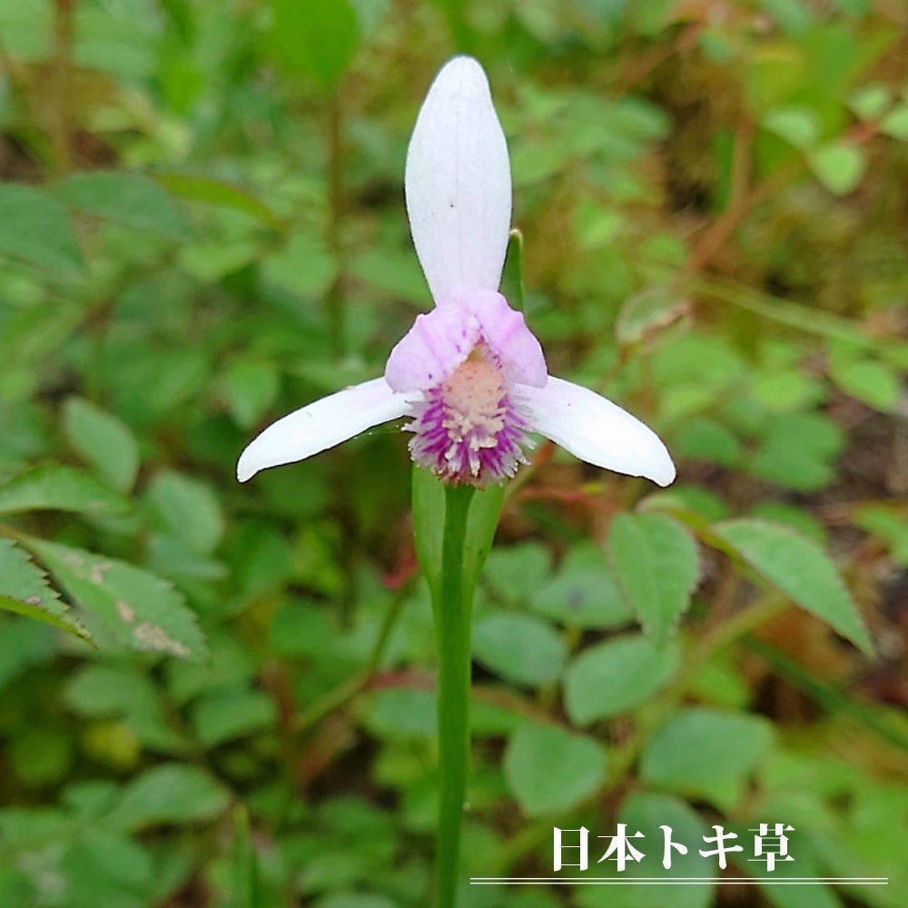 トキ草 000000090922-01.jpg?size=m&w=