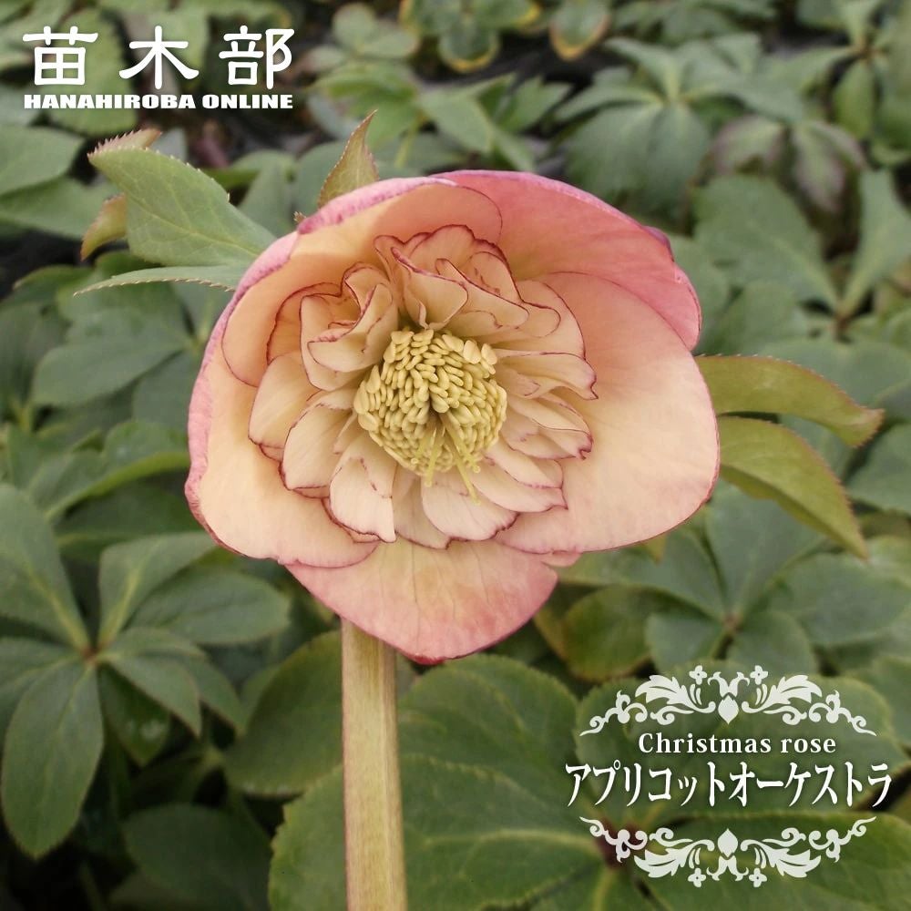 000000090961-01.jpg?size=l&w=