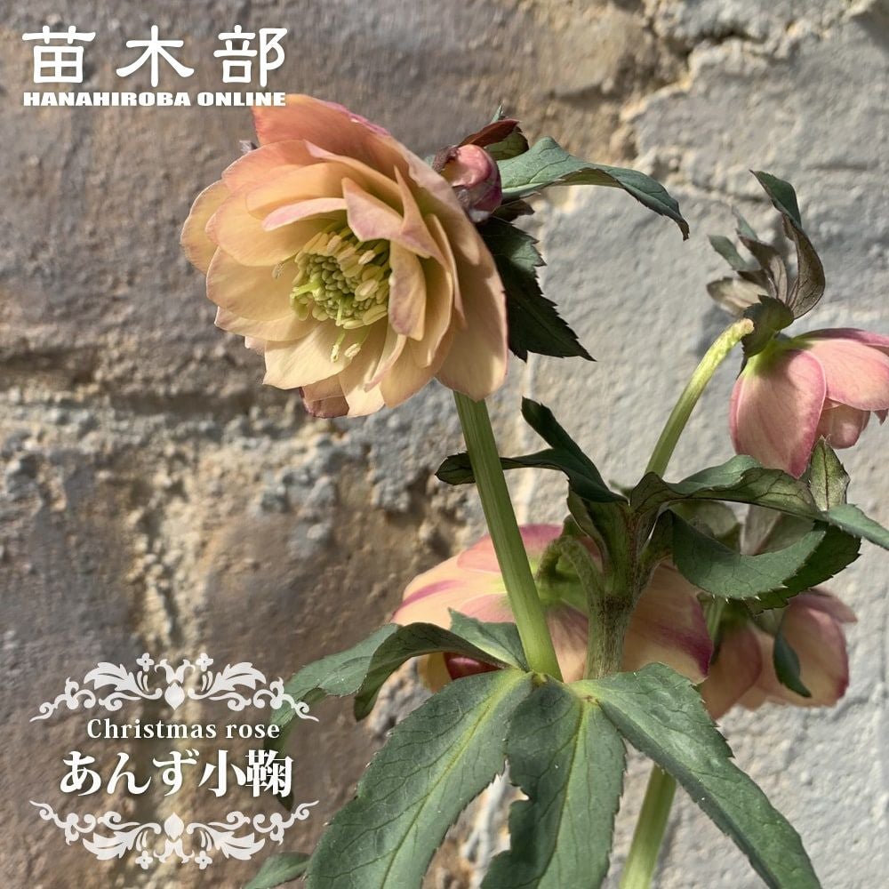 クリスマスローズ エレガンスグレープ 苗 販売 苗木部 By 花ひろば