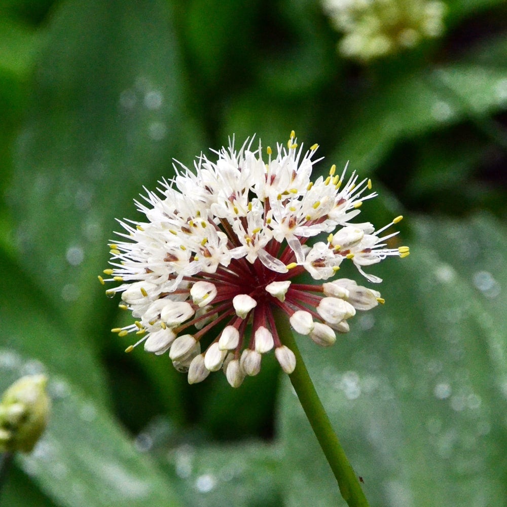 000000090995-01.jpg?size=l&w=