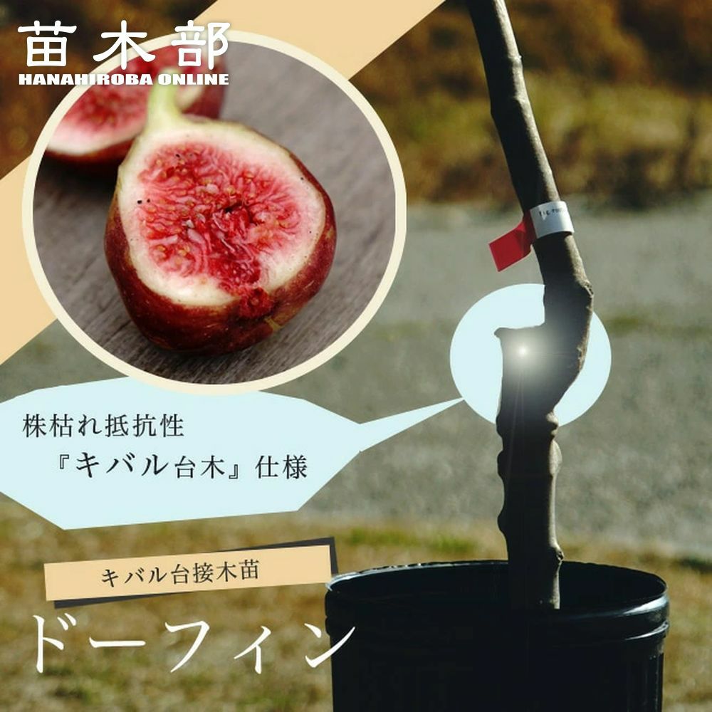 イチジク | 苗木部 本店 By 花ひろばオンライン