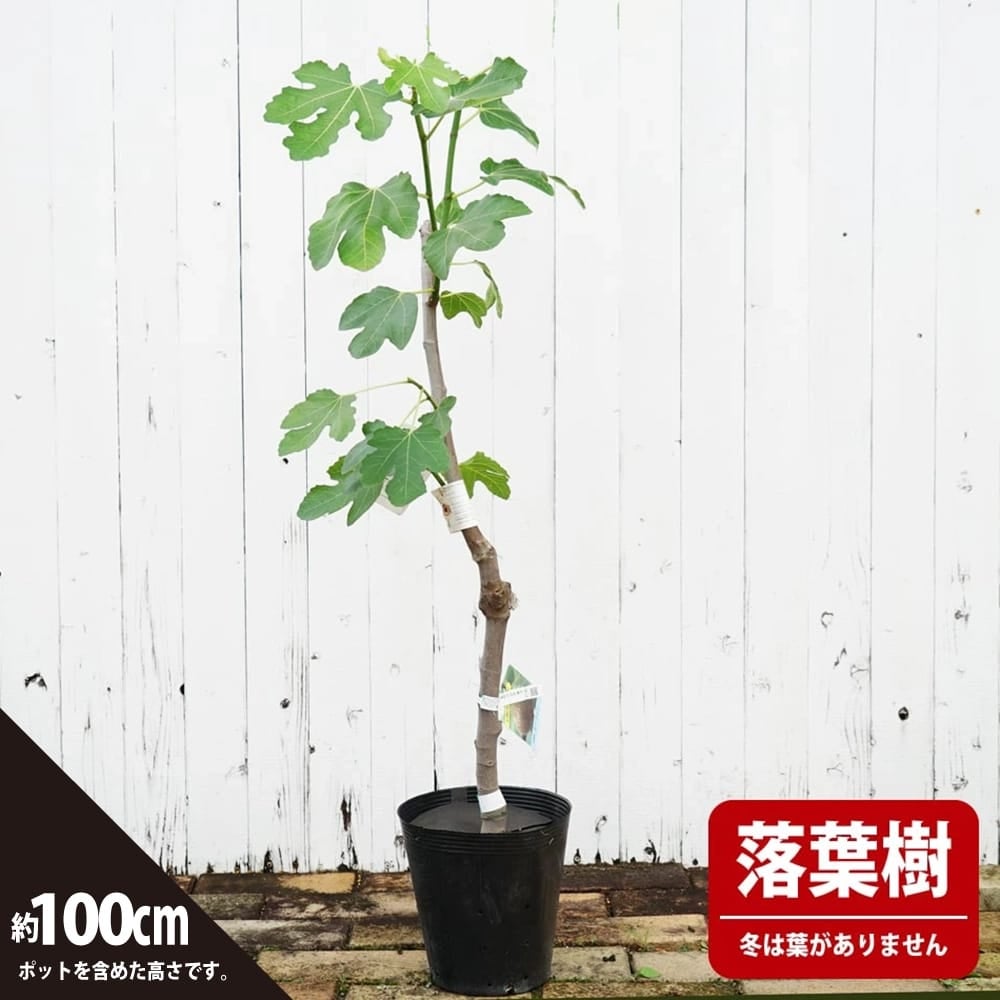 いちじく苗木　ビオレソリエス イチジク 『 ビオレソリエス 』 13.5cmポット苗 : 花と緑の専門店 土っ