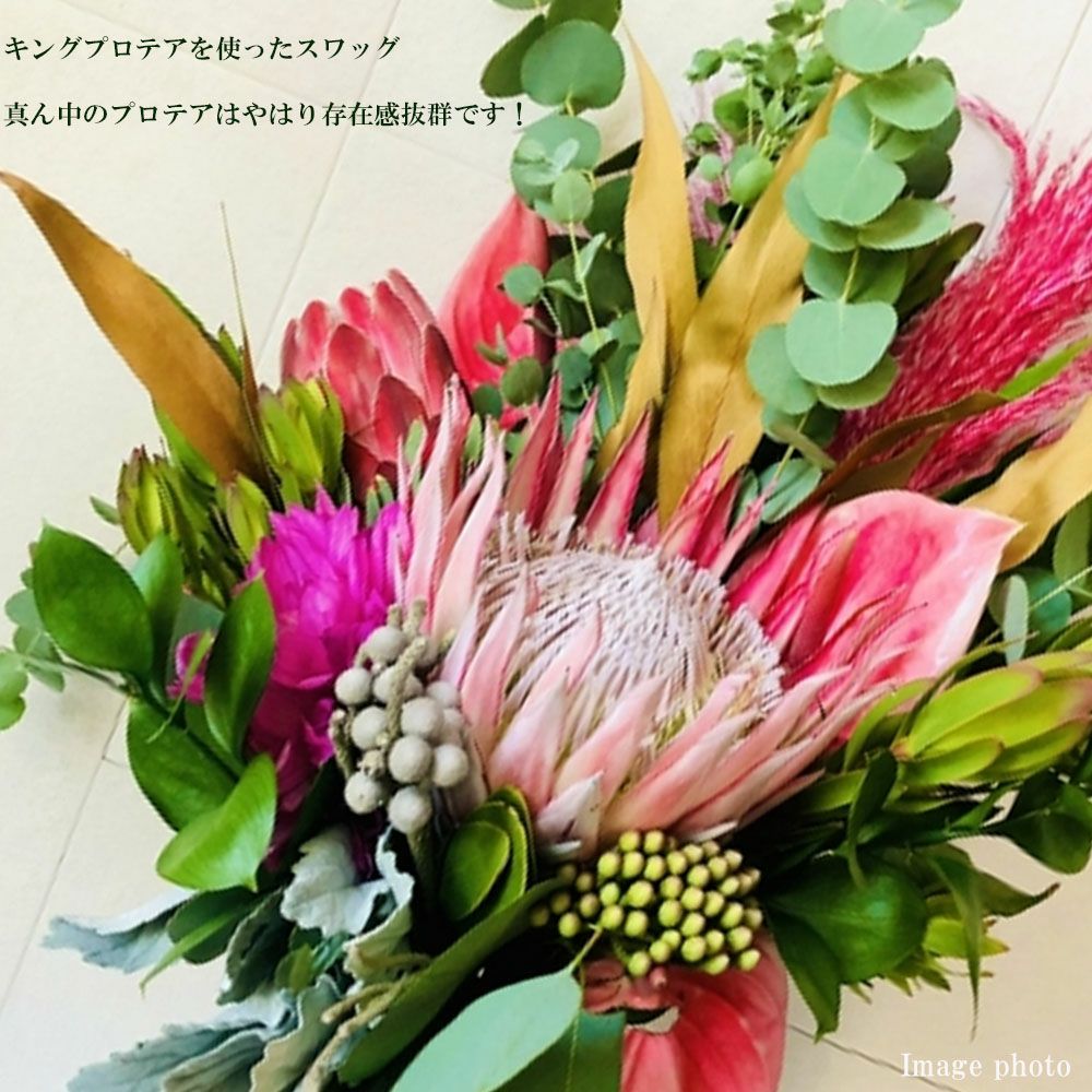 プロテア シナロイデス「スプリング」 苗 販売 苗木部 By 花ひろば